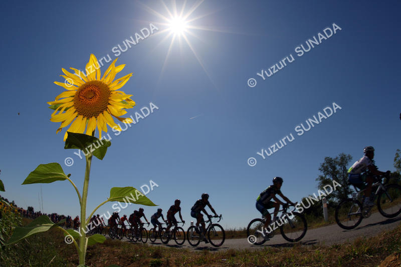 Peloton with a sunflower002p.jpg